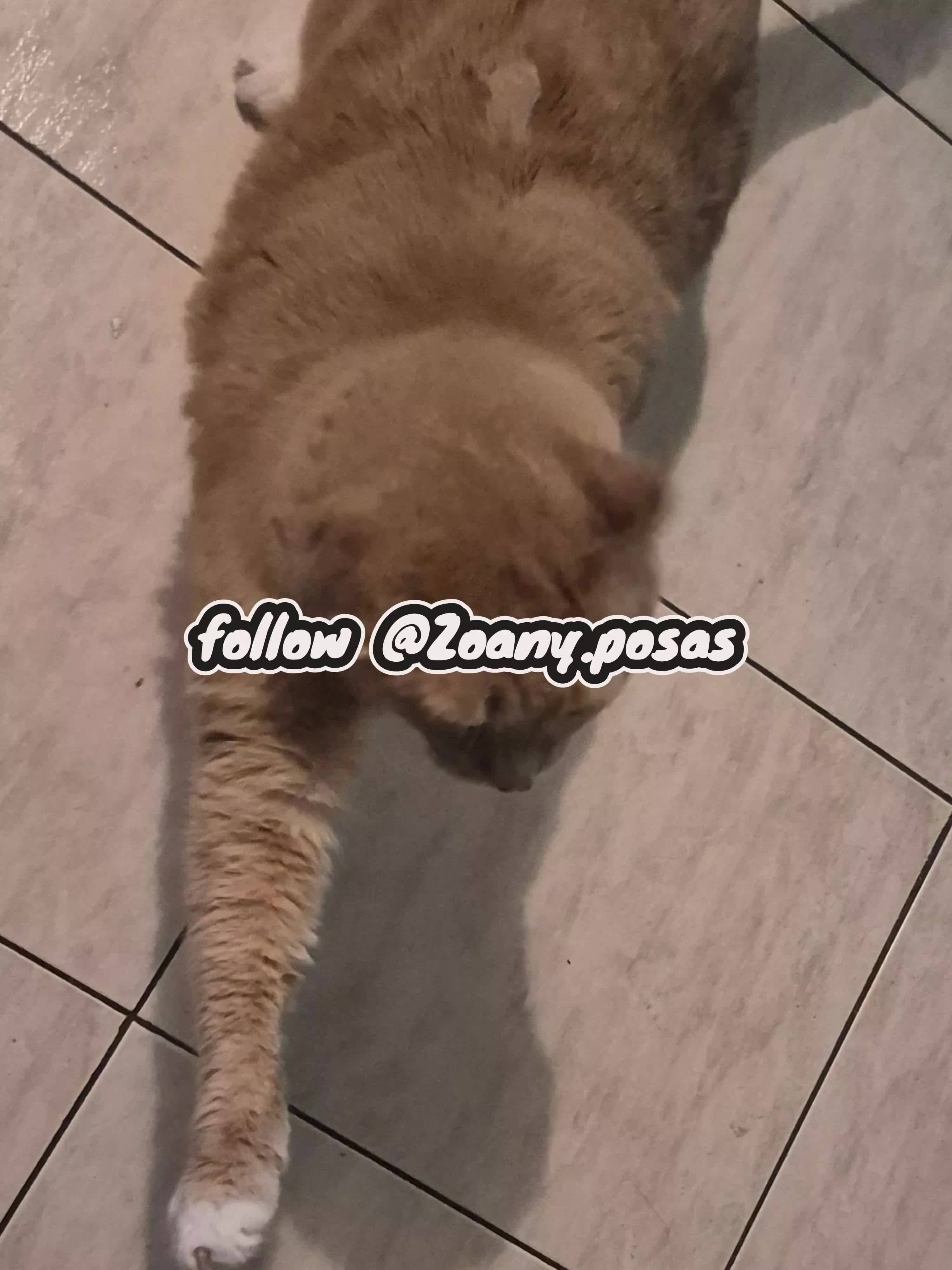 @marcello pollari
