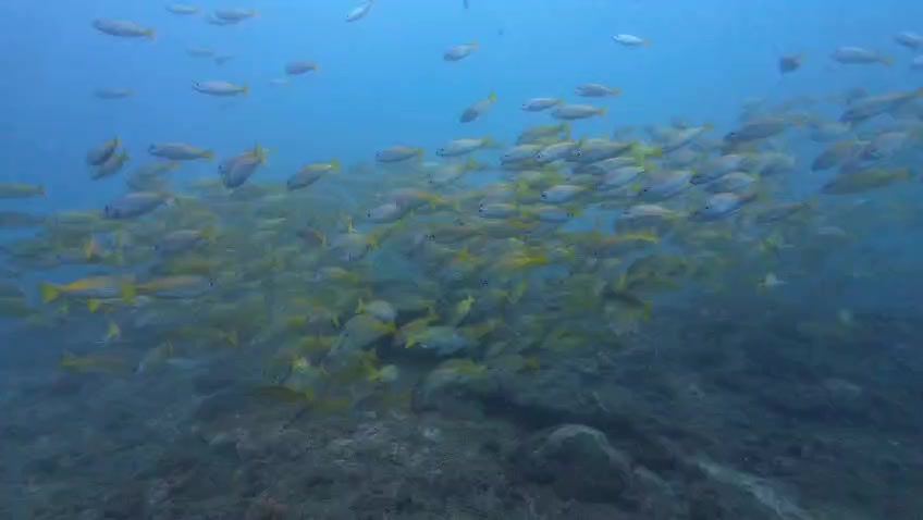 @Papamanyota dive centre kenya