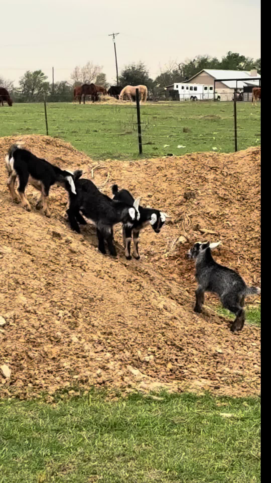@Brewer Farms TX