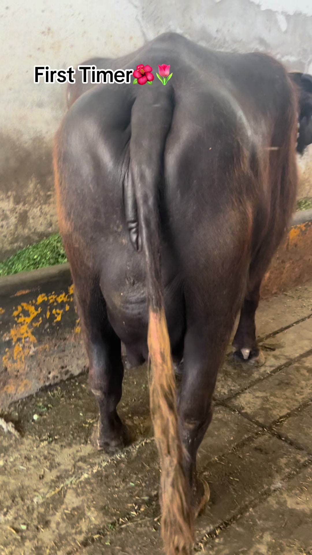 @Abid Dairy Farm