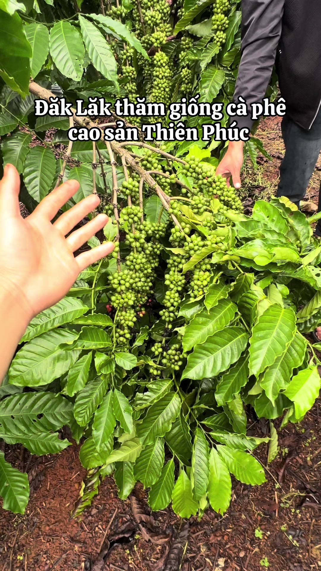 @Thành Bảo Lâm