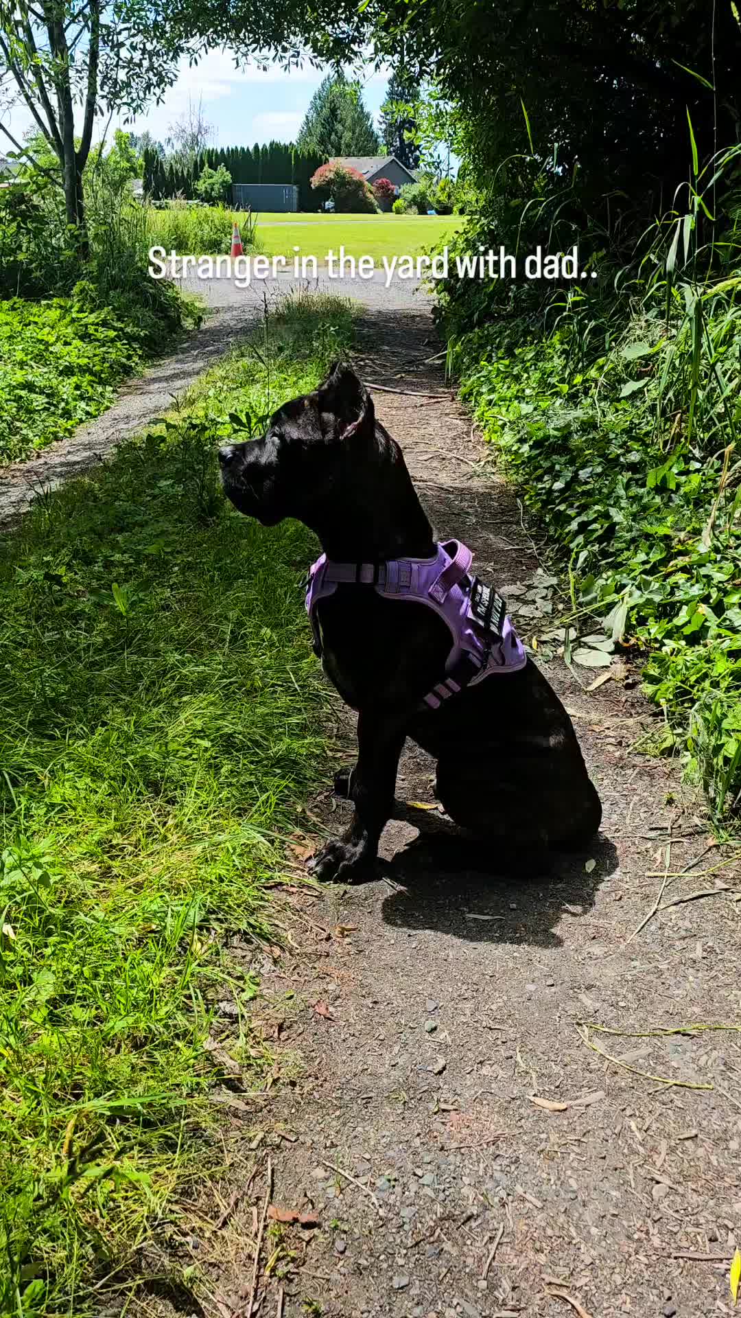 @SalmonCreekCaneCorso