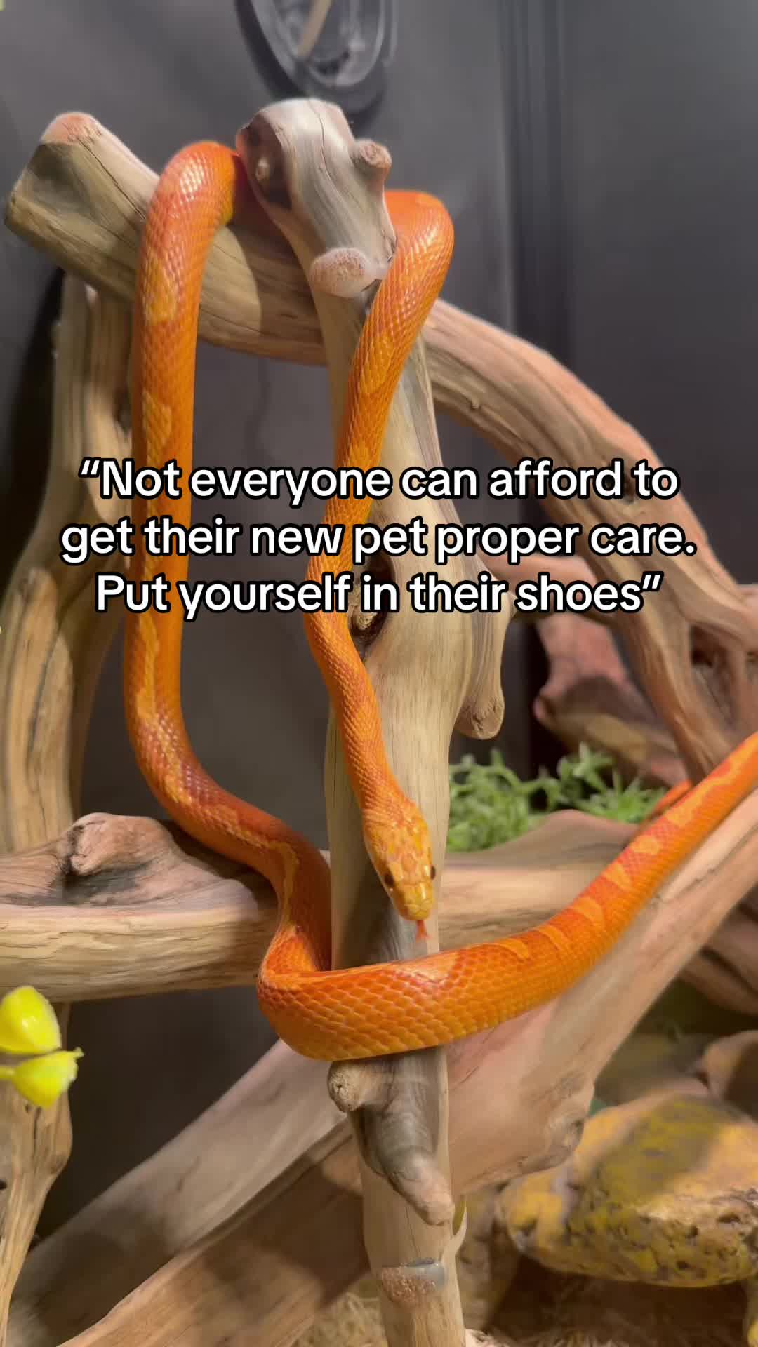 @🐍Rylee’s Reptiles🦎