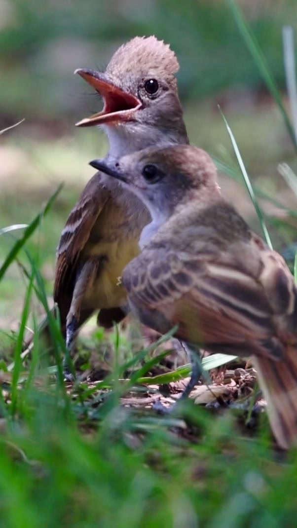 @ASMR Nature Love