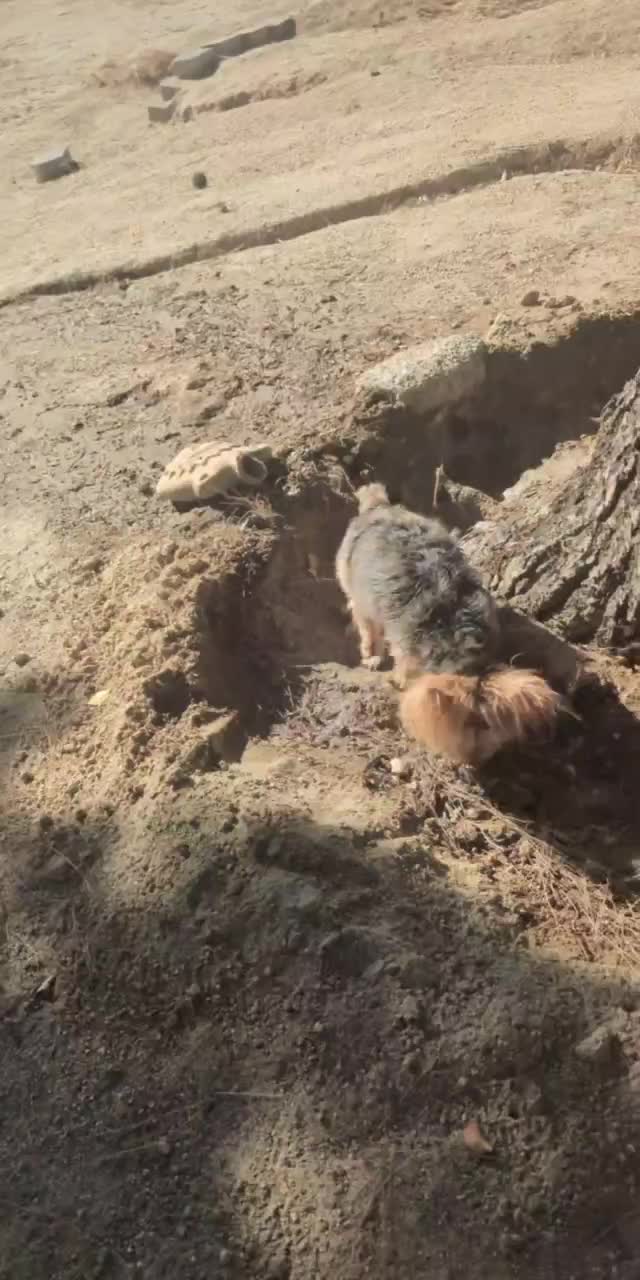 @Lizzytheyorkie