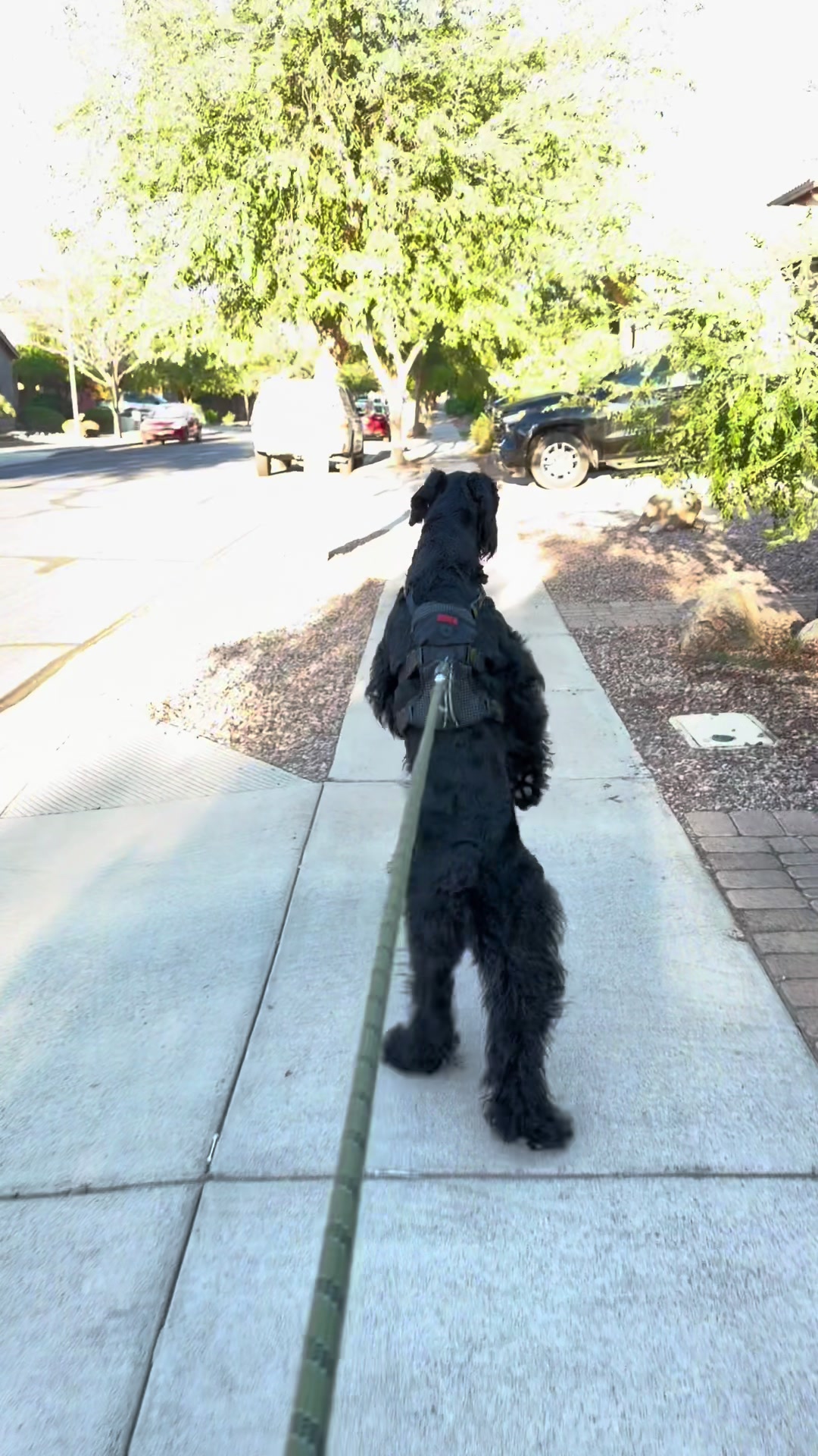 @Fiona Walks