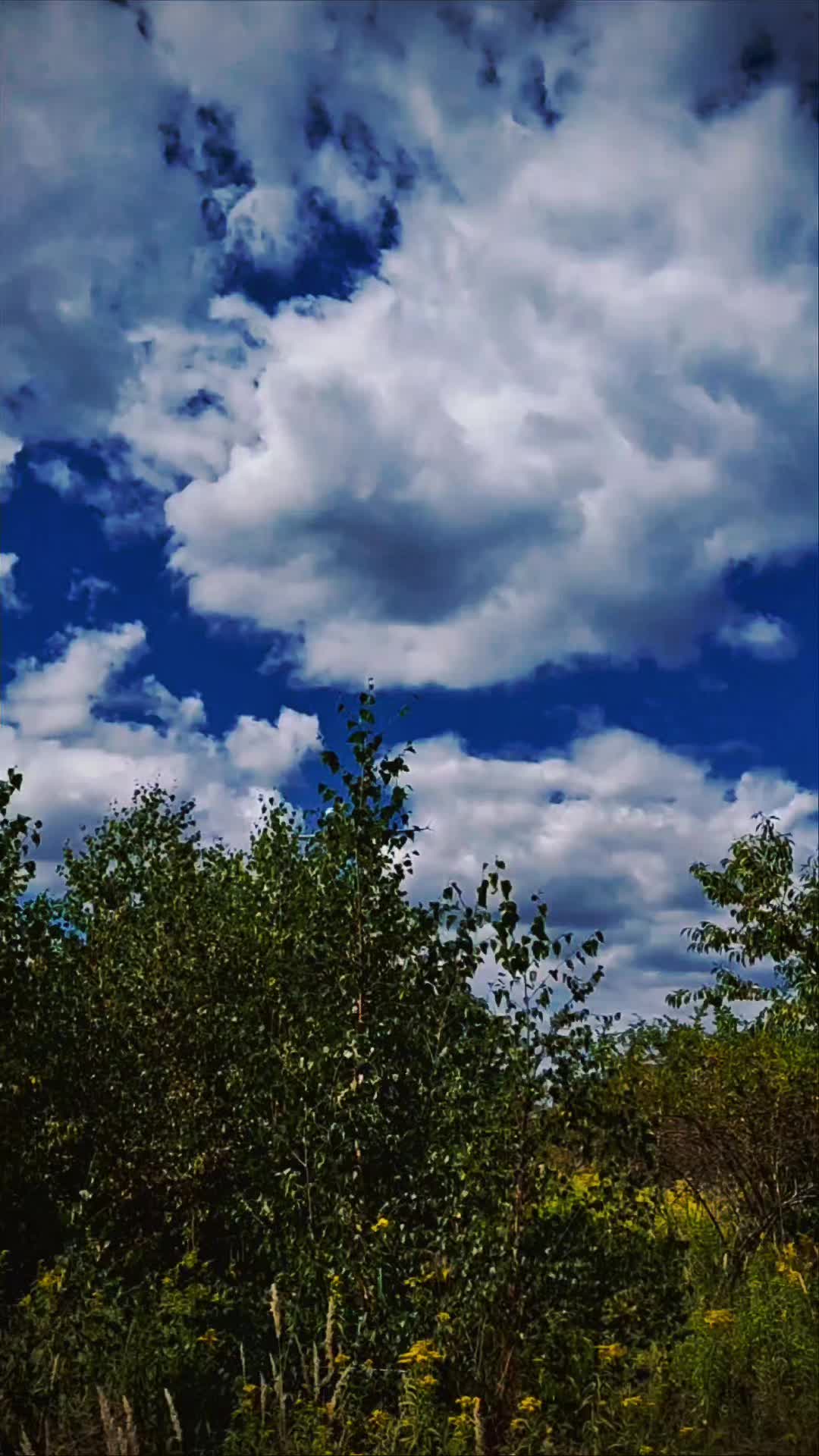 @░V░E░N░O░M░71