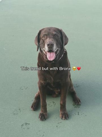 @TheadventuresofBronx&Boone