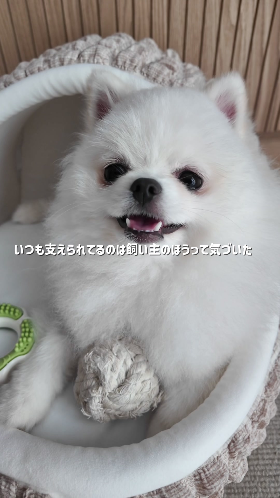 @ポメラニアンのミル🍼