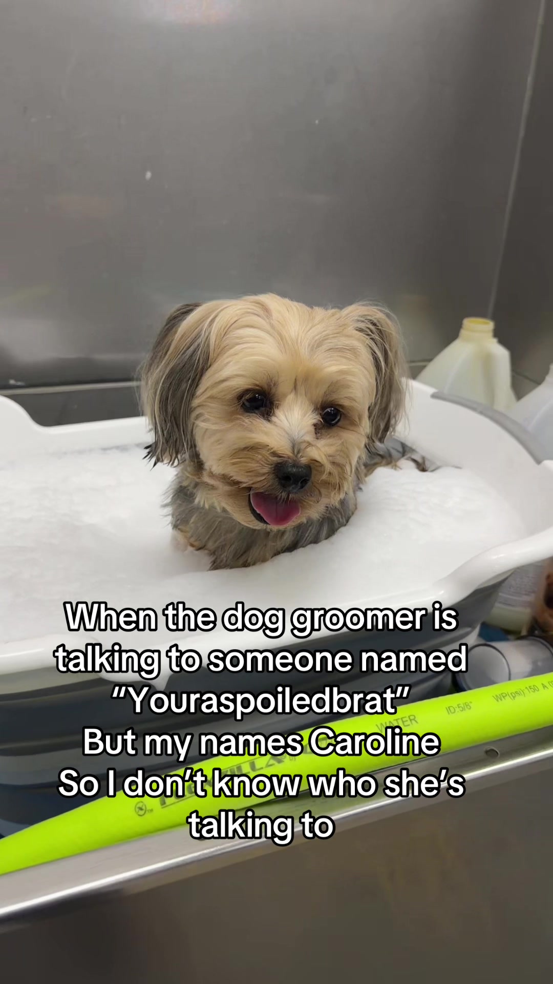 @Kelly&rsquo;s pet&rsquo;s