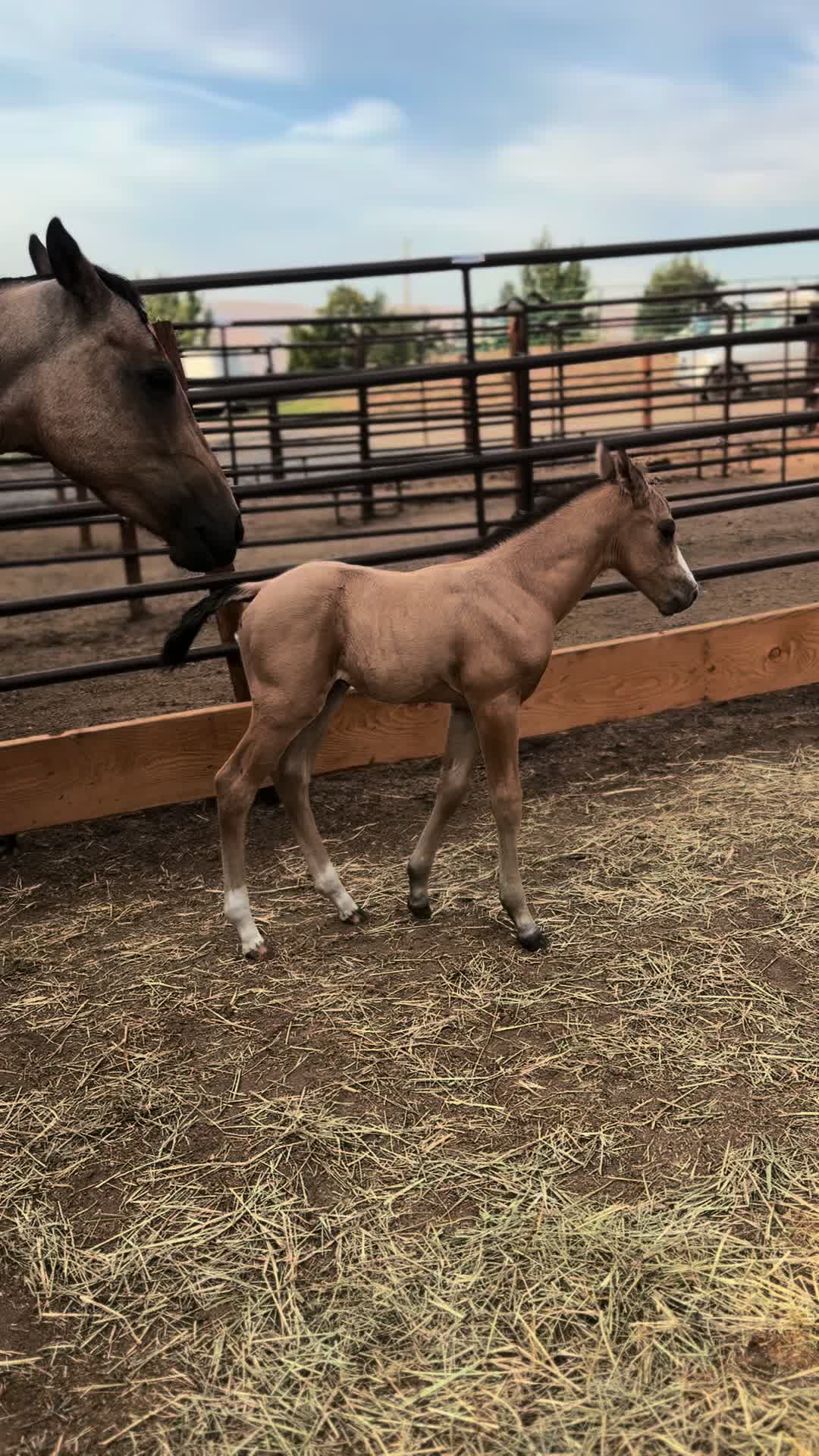 @Cowgirl Tuff Colt Training ❤️