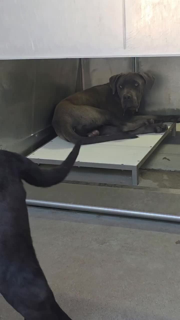 @Saving Mastiffs