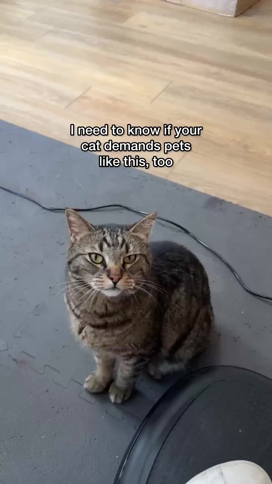 @Chip The Manx