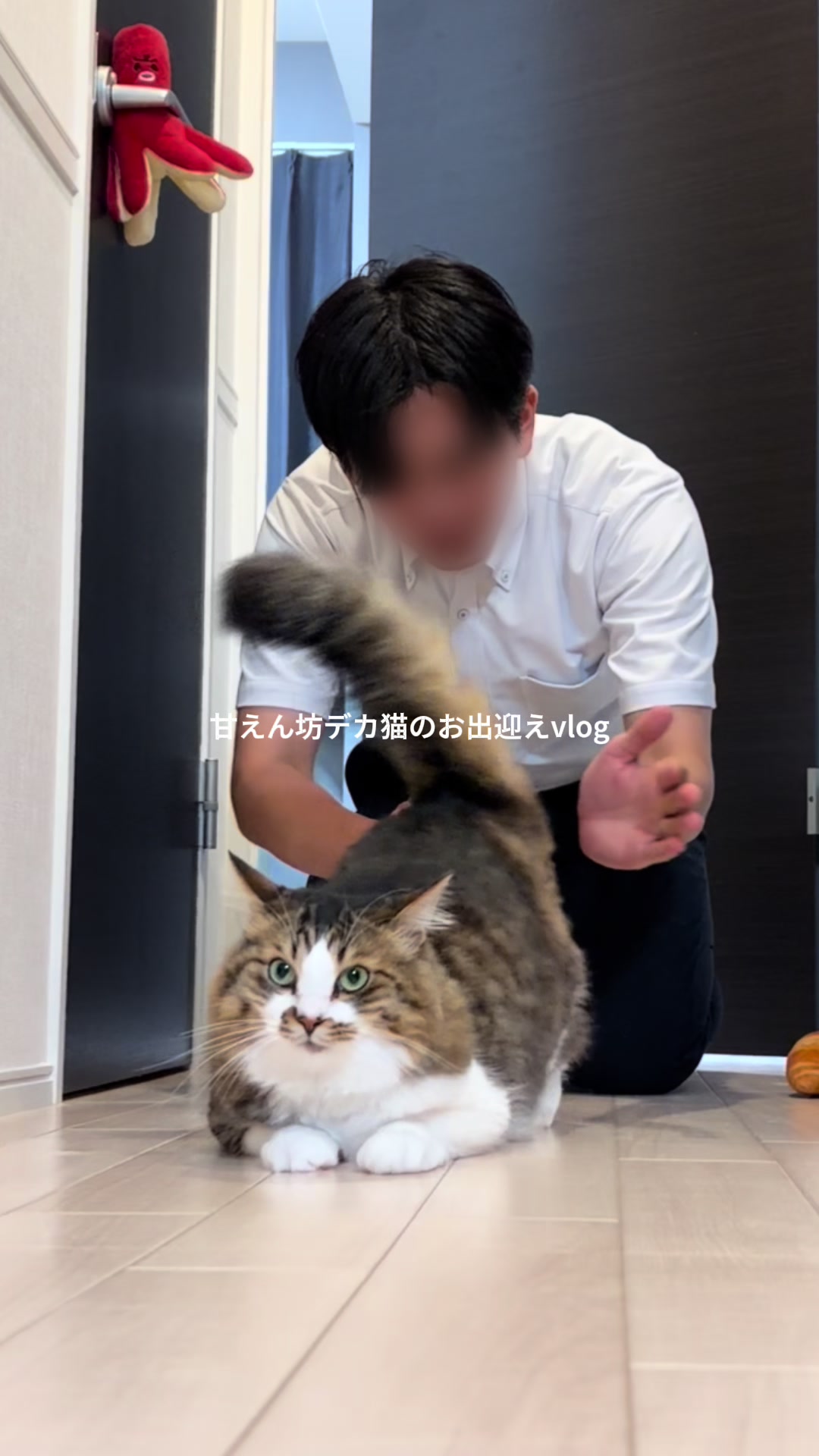 @ほたてくん