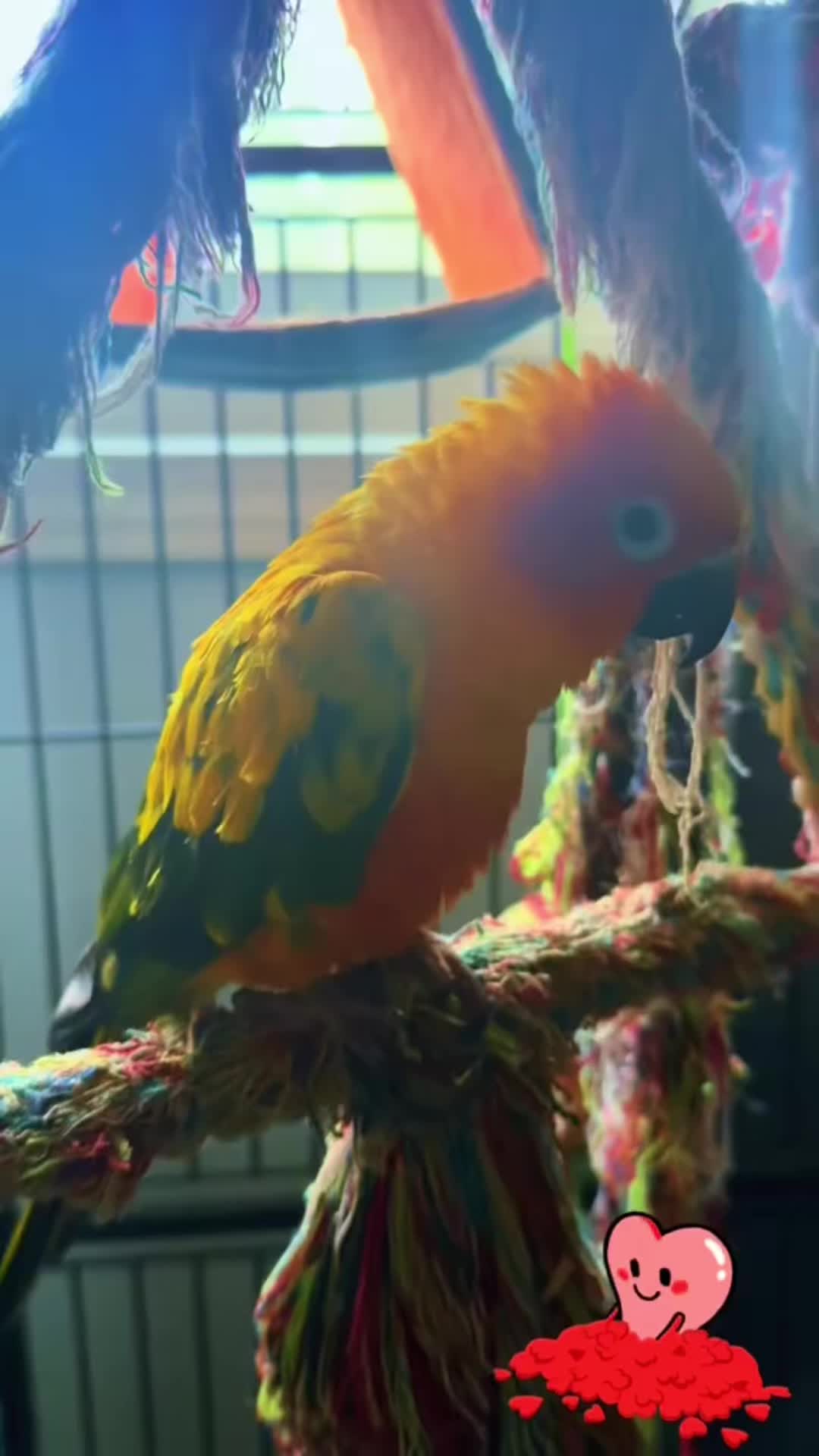 @Mango 🦜La cotorra solar