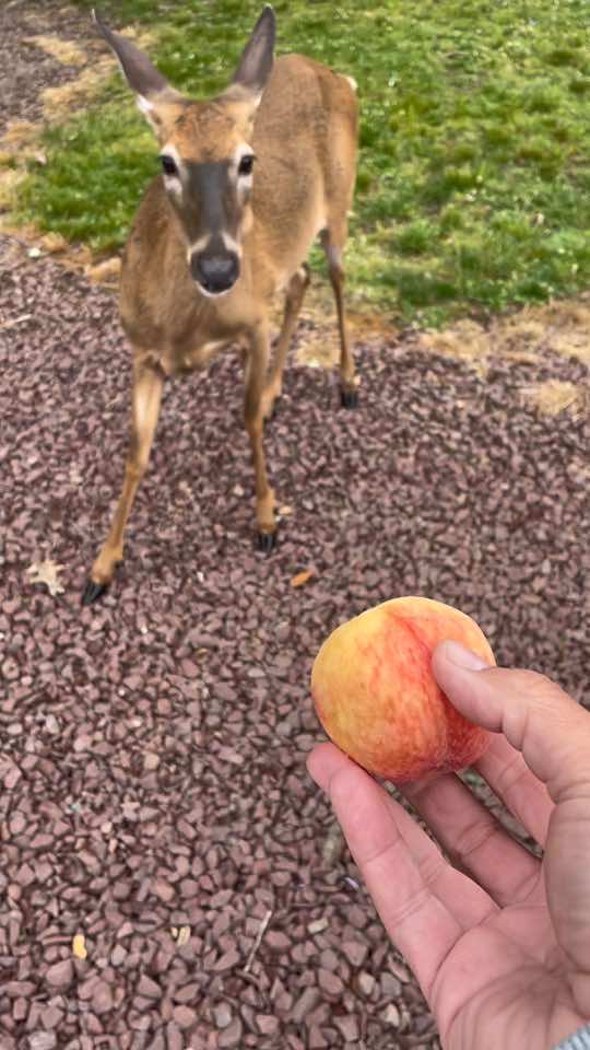 @Anita 🦌🌳