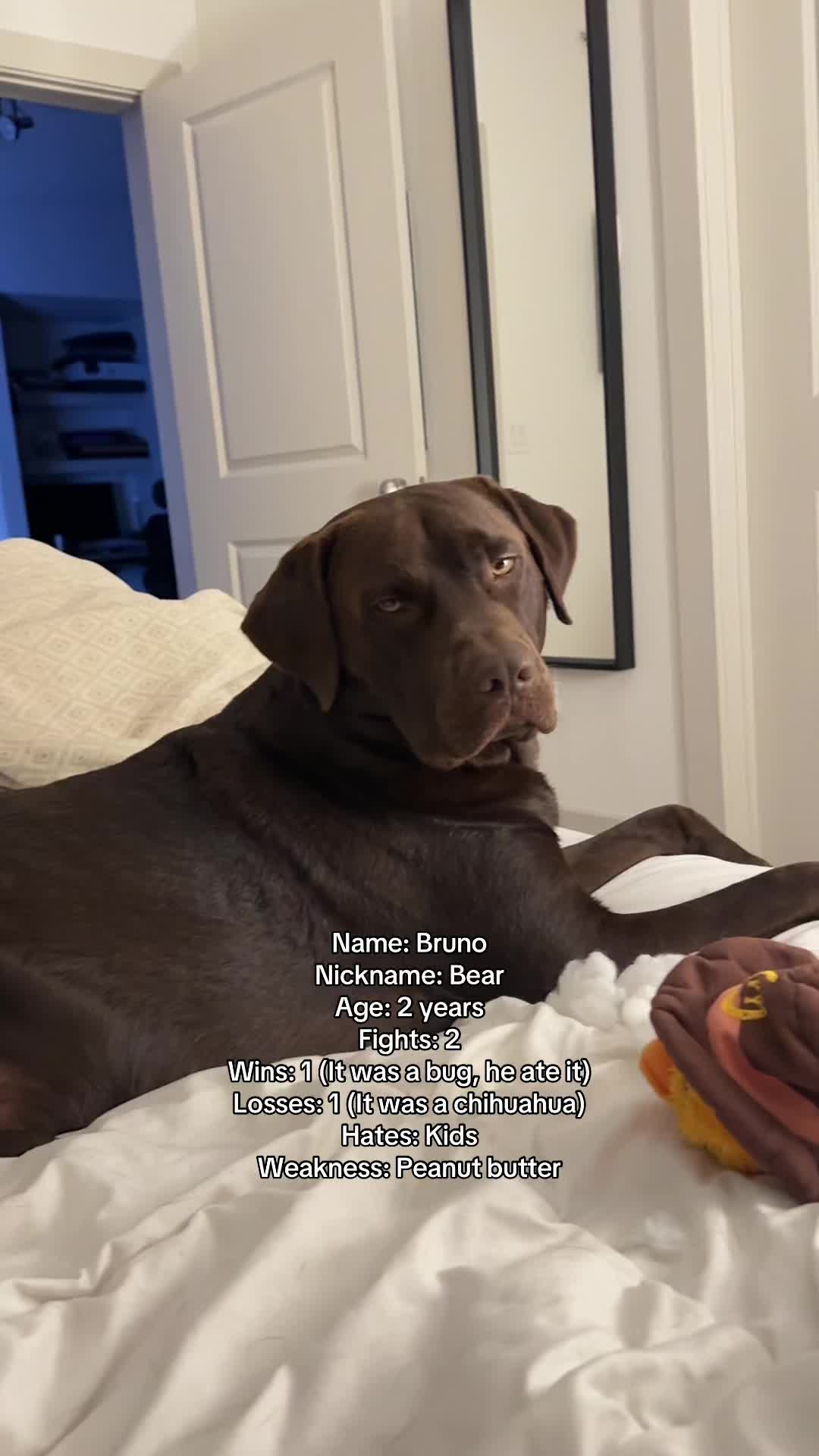@Bruno Chocolate Lab
