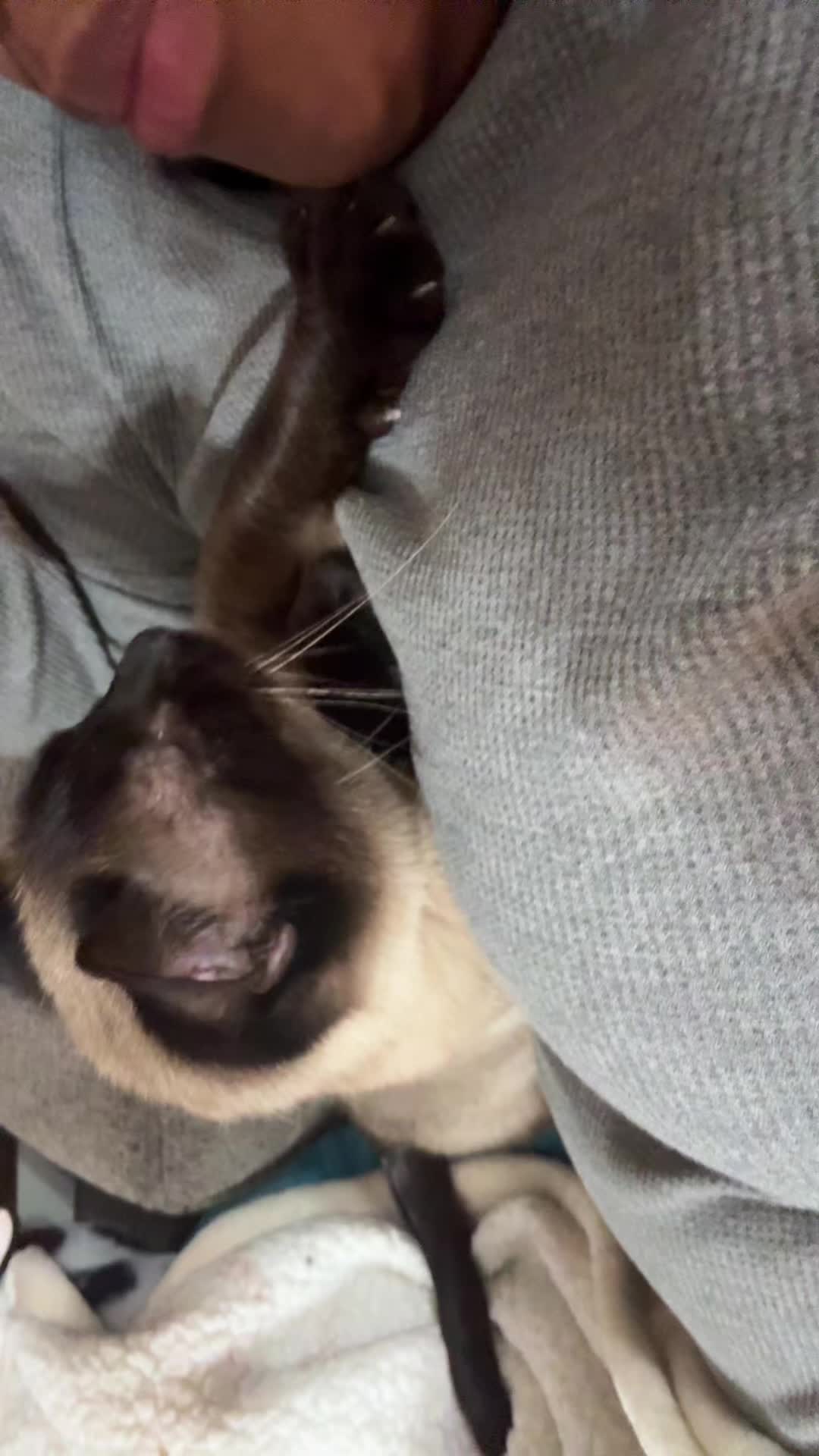 @E 🐝📚🐈🐾
