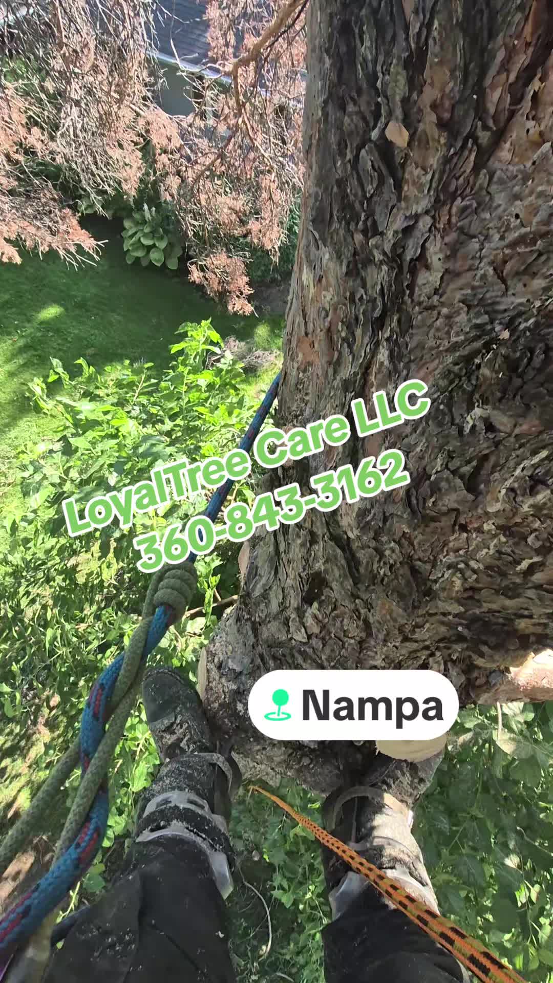 @LoyalTreeCare