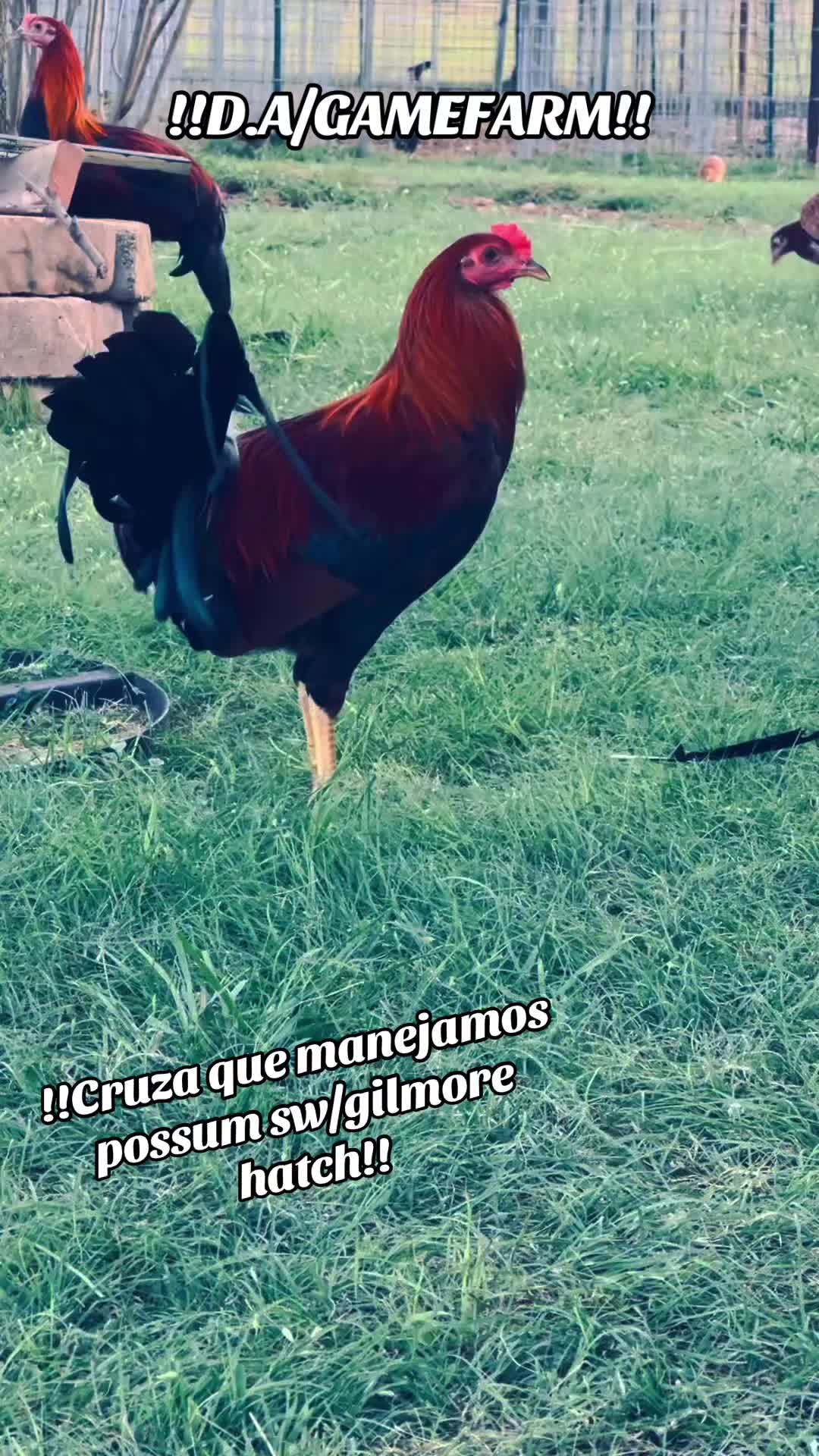 @DAgamefarm