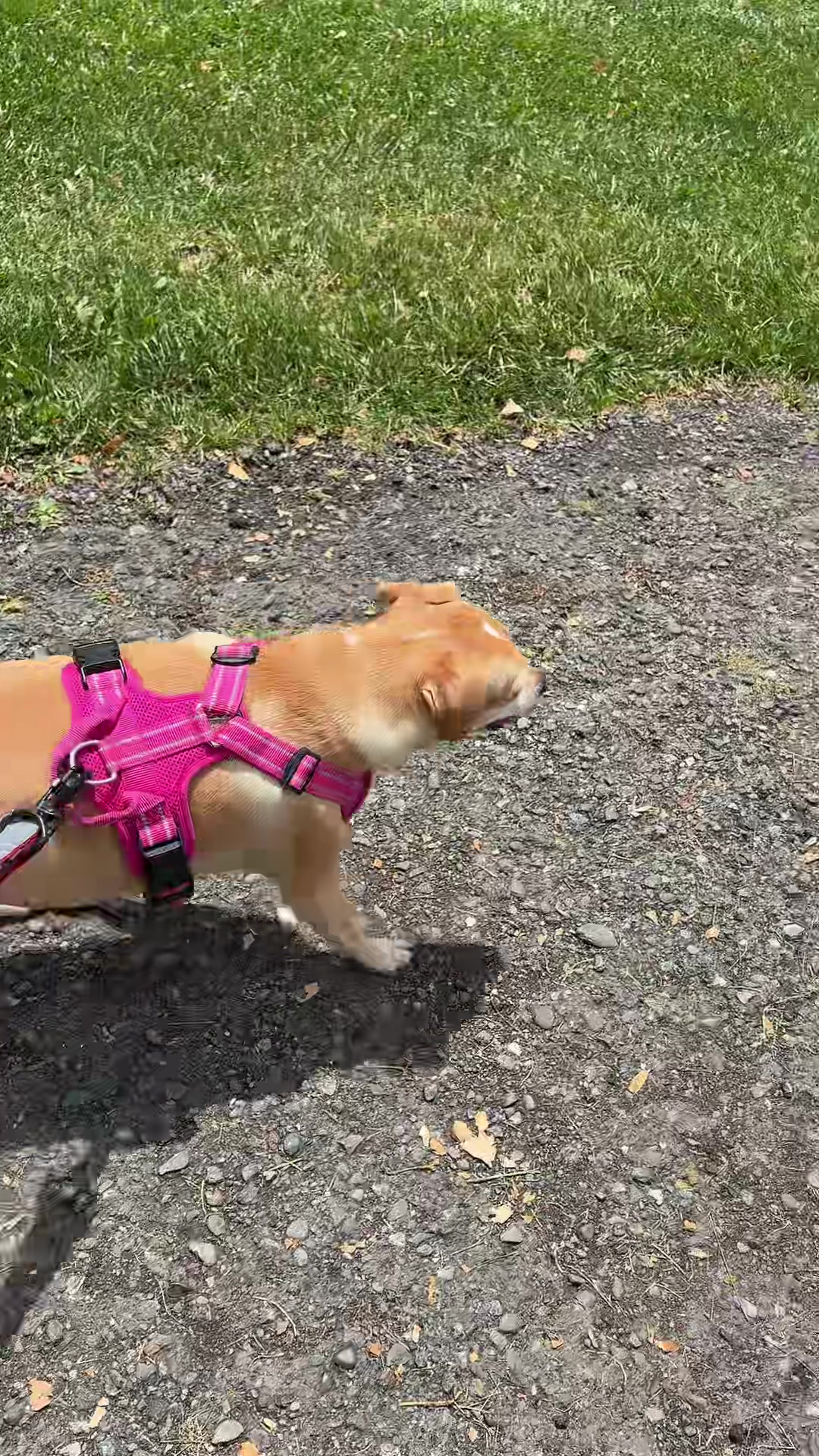 @dogwalkerannika