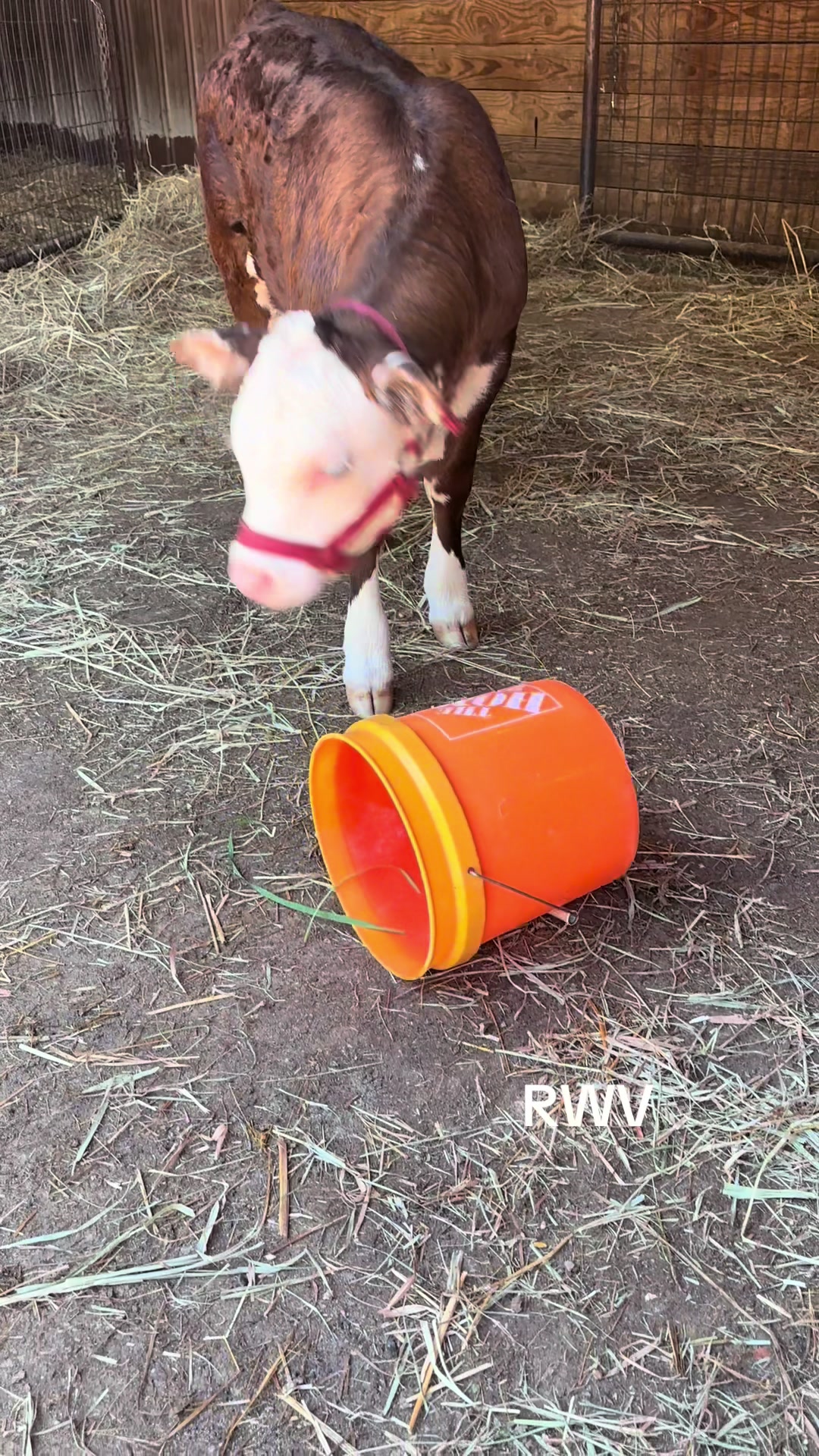 @RWV Land & Livestock