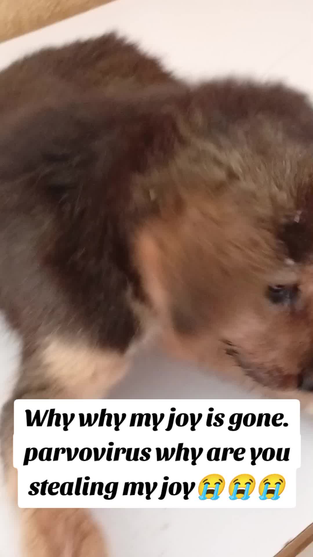 @Animal Welfare