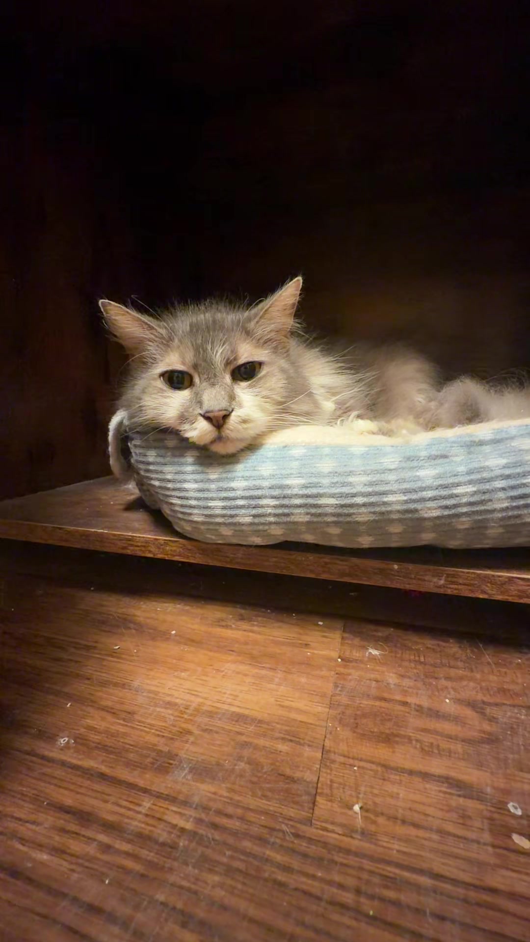 @Kind Keeper Animal Rescue