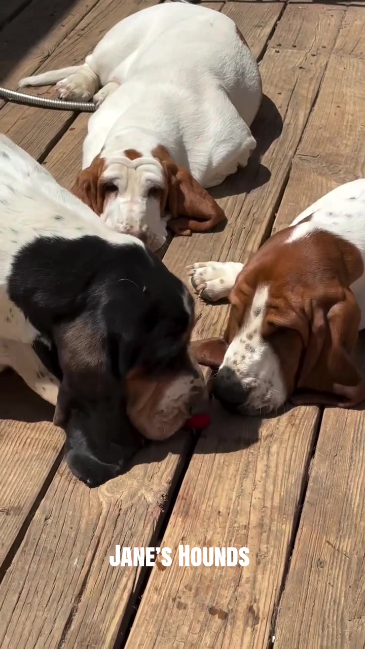@Basset Hound Pups For Adoption