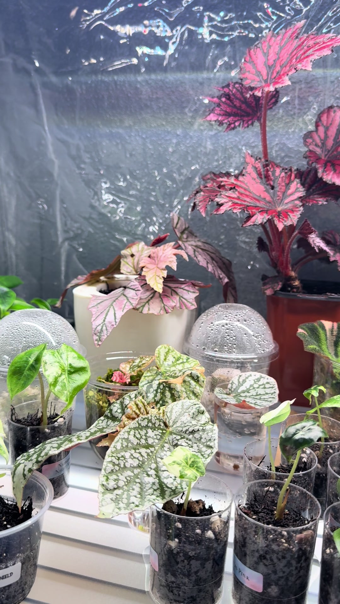 @Moon Root Magic Plant House