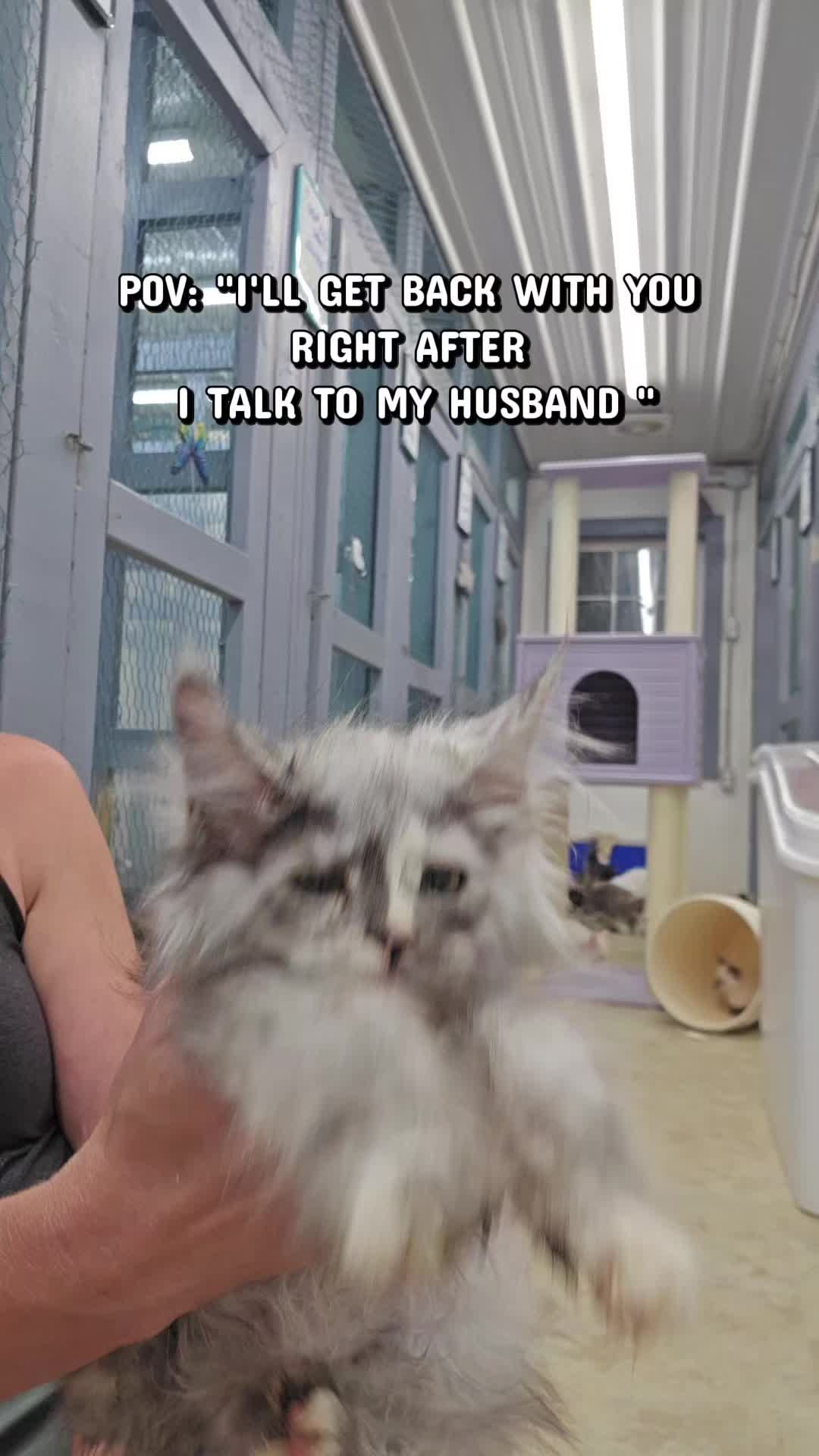 @@actionfarmsmainecoons