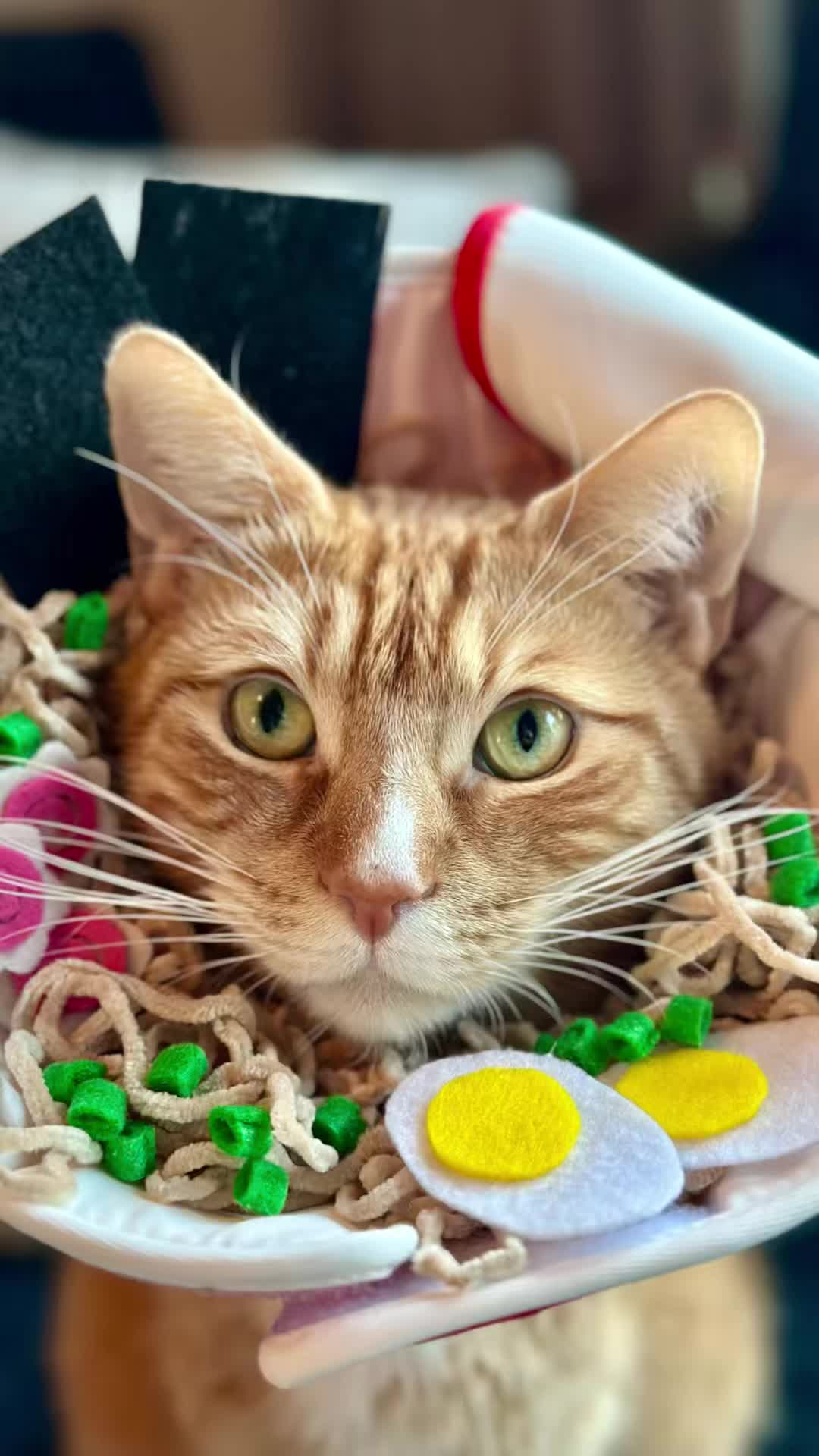@catnamedcalvin