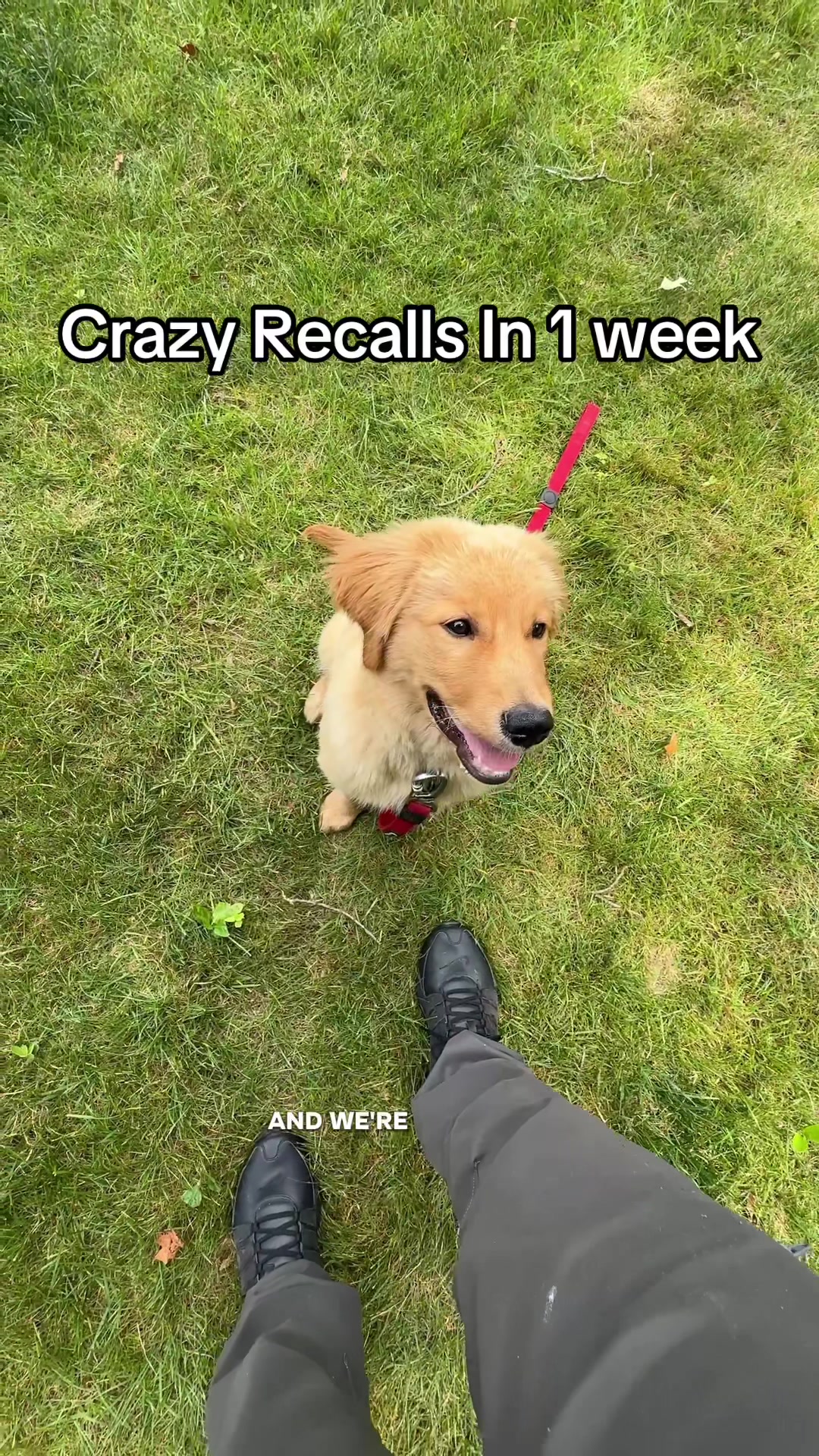 @Best Buddy Dog Trainer LLC