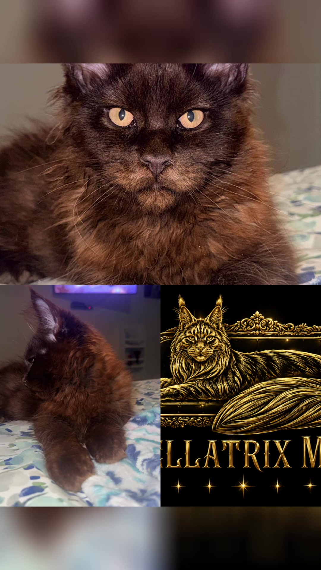 @Bellatrix Maine Coon Cattery