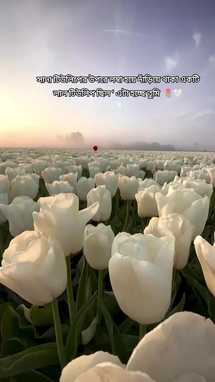 @ᚓŃ&Auml;ᴴ&Iuml;ᴰ𓂃ᴹ&Oslash;ᵂ ꪑꙶ🕊️⊰ー