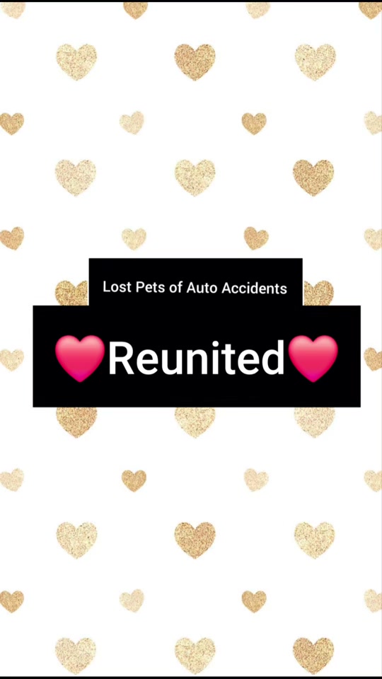 @Lost Pets of Auto Accidents