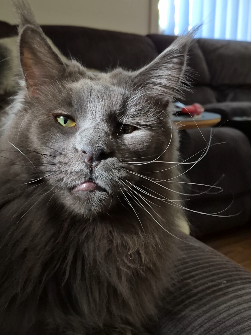 @Ragnar the Maine Coon 🐈