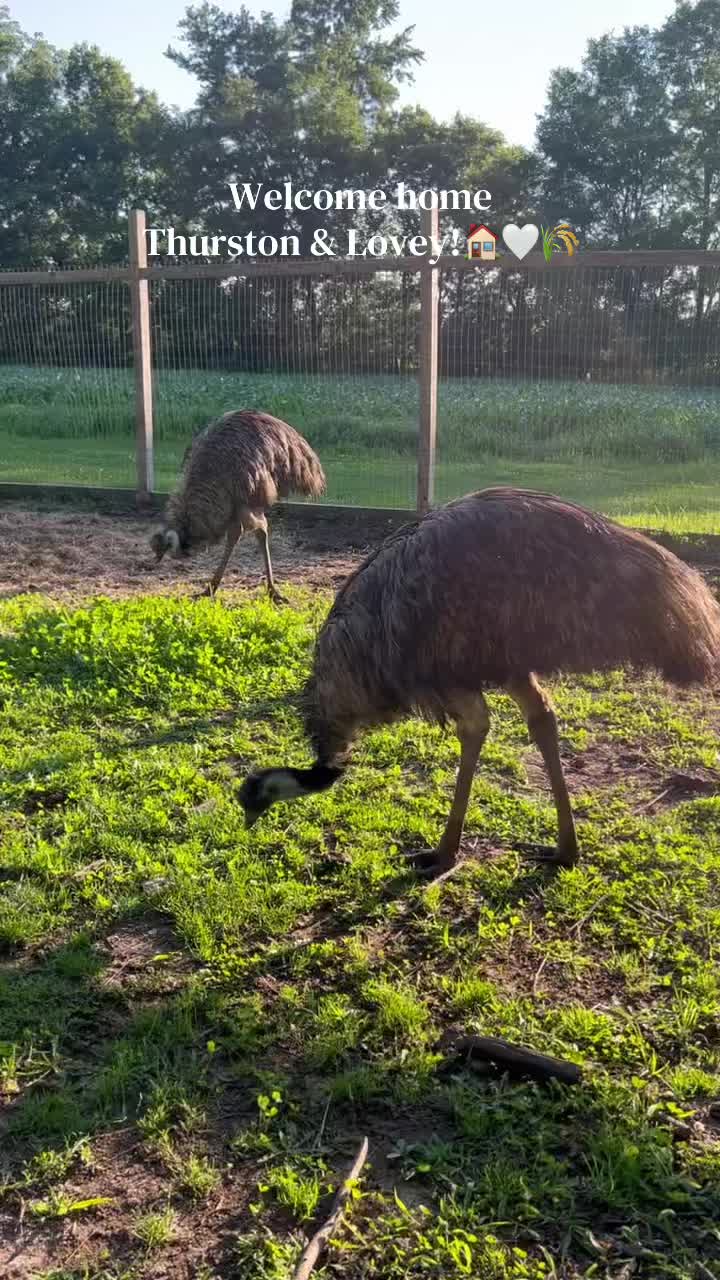 @Kitzman&rsquo;s Farm Sanctuary