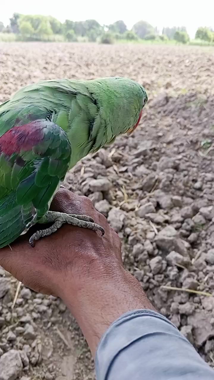 @جام نیاز