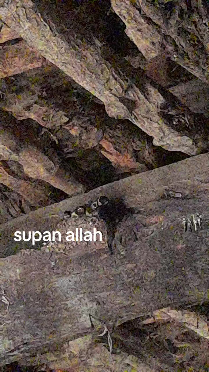 @Havvabilgin