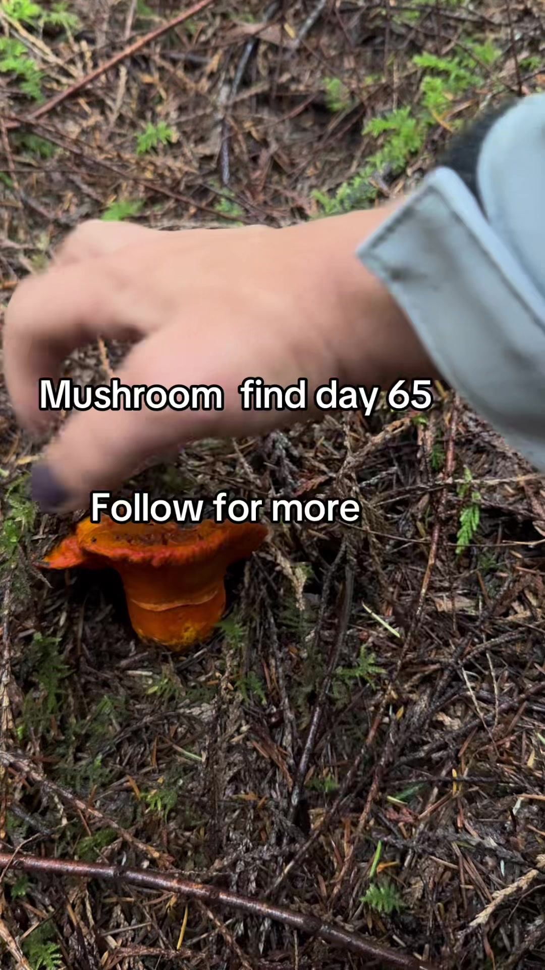 @Fungusamungus