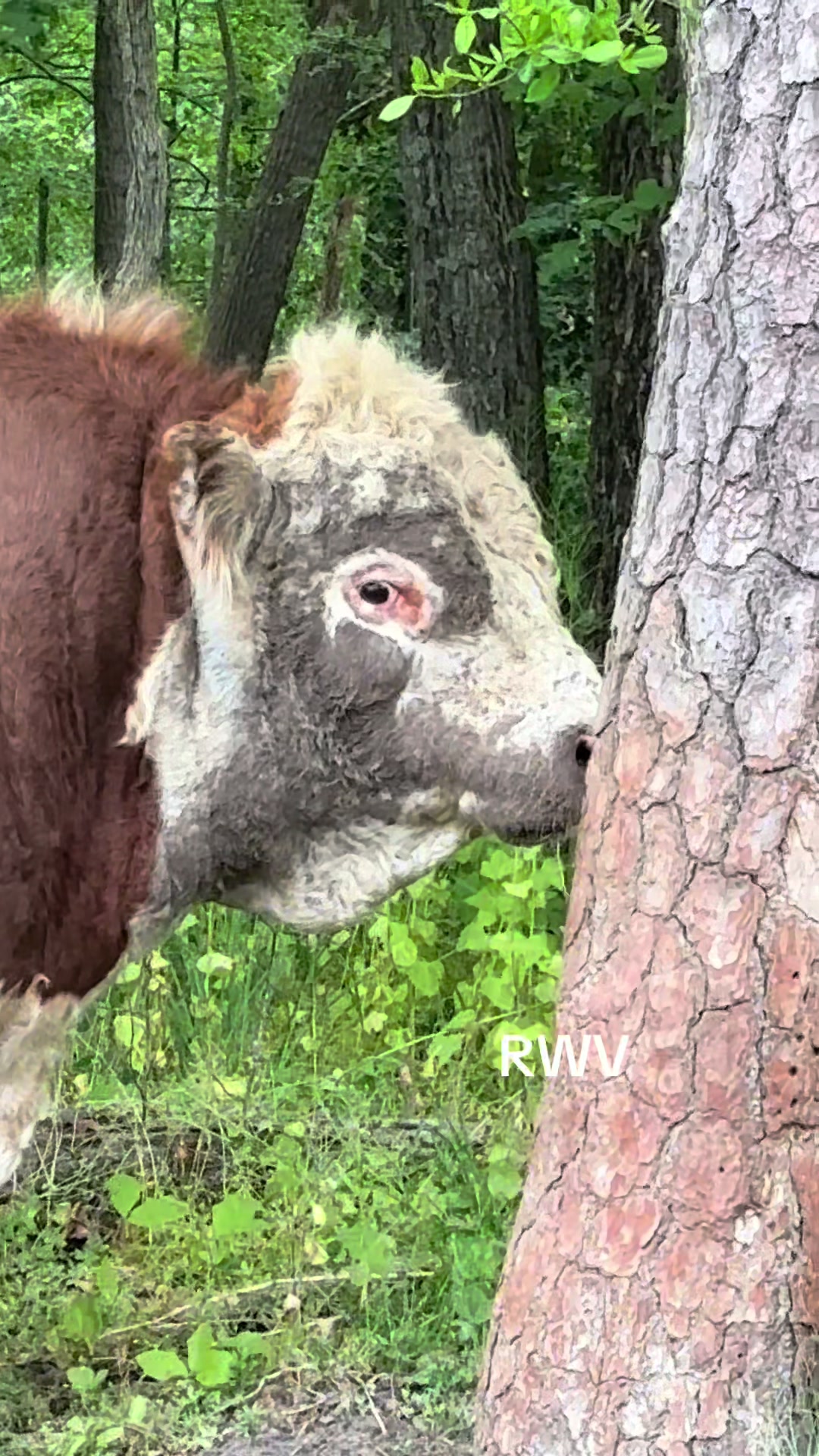 @RWV Land & Livestock