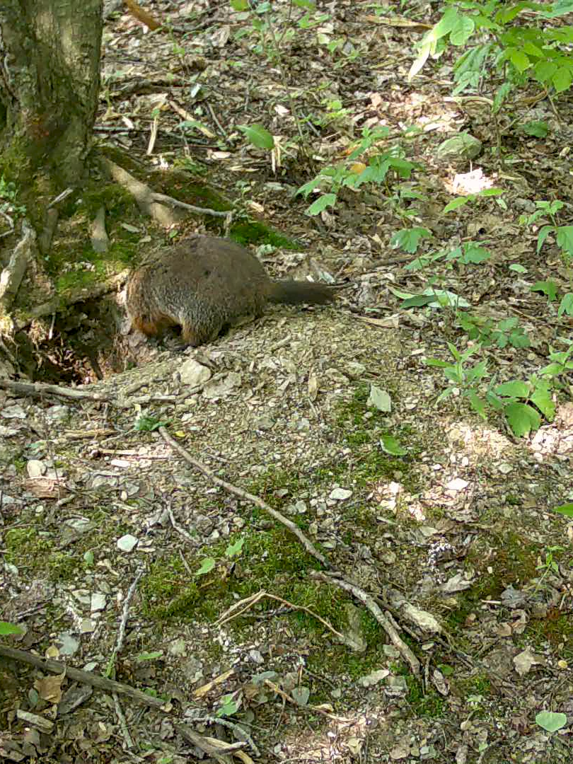 @Ici Nature