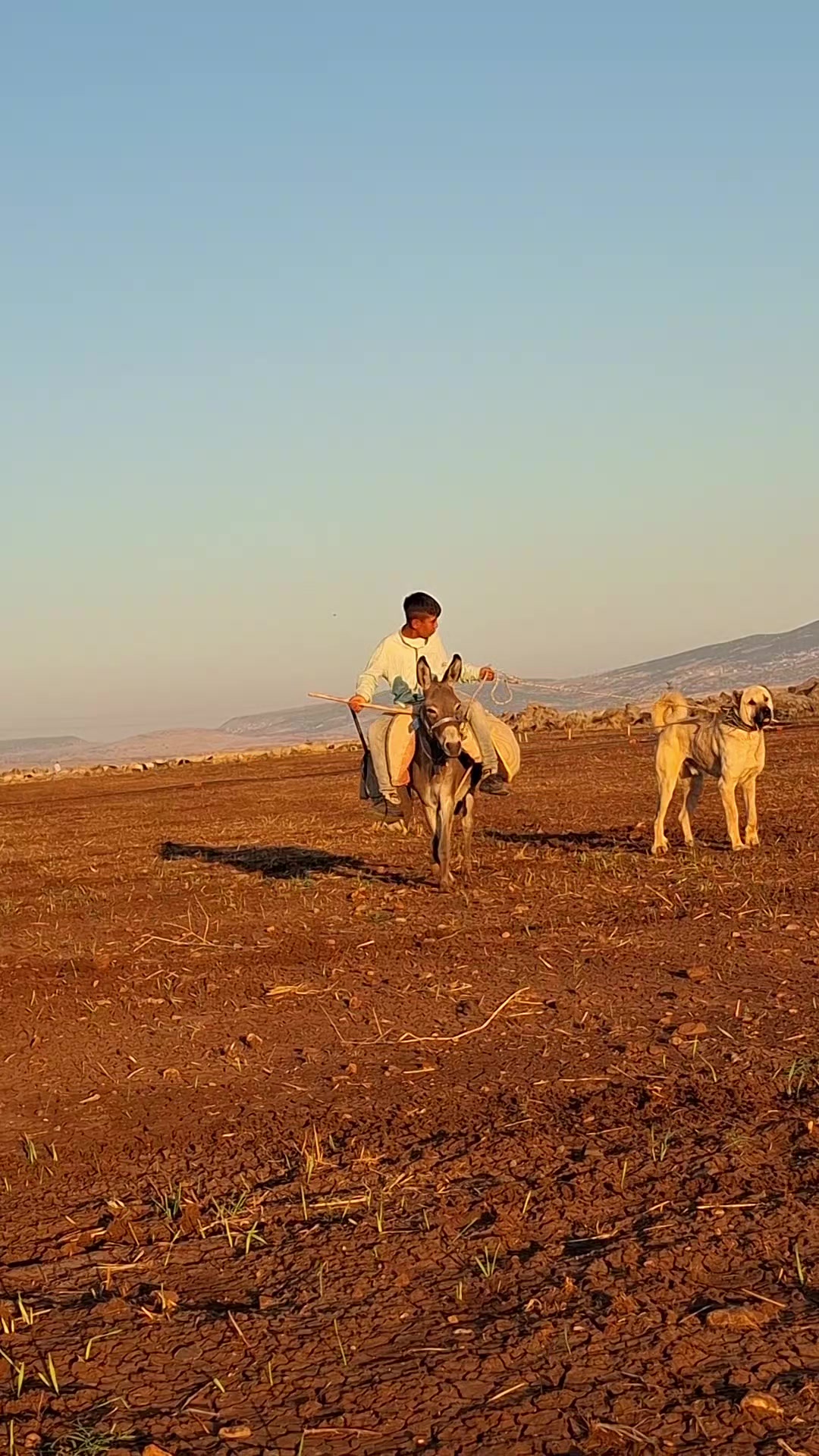 @ali çınar