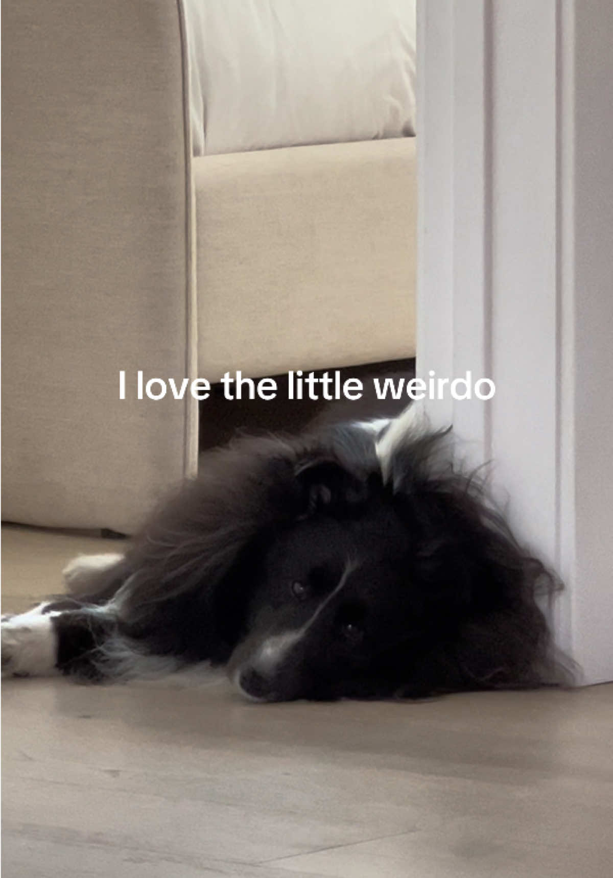 @beauthesheltie
