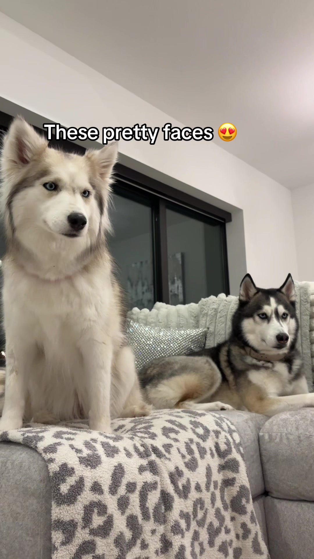 @lifewith2huskies