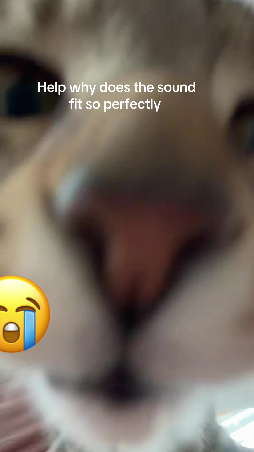 @Bengalibratz