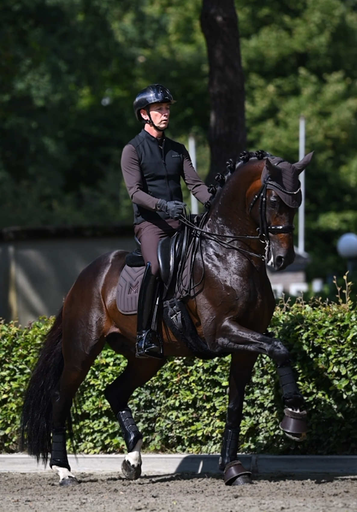 @Maximilian Equestrian