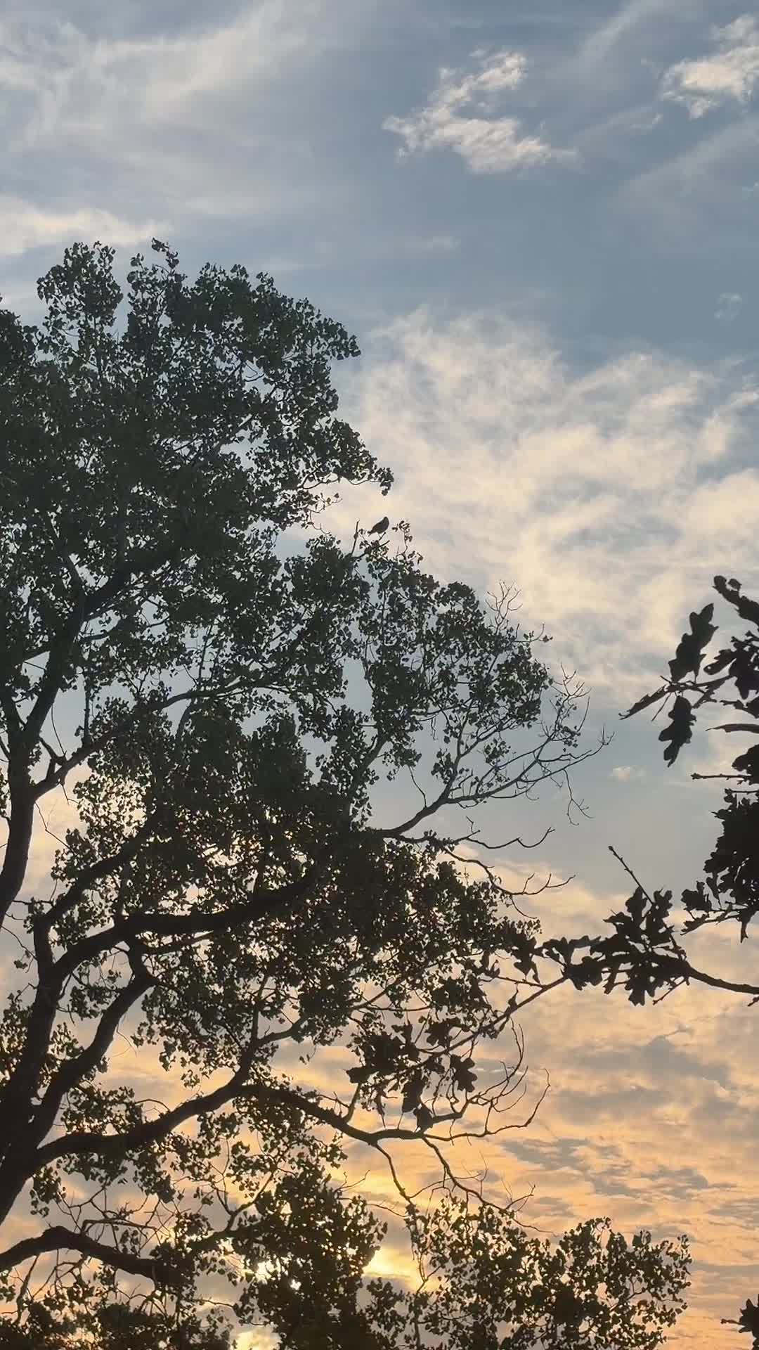 @Dogmansshadow