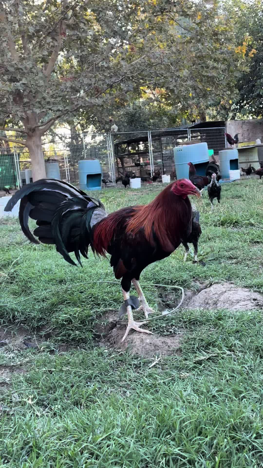 @Rancho_Ramirez209